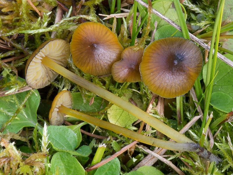 Hygrocybe conica var. conicopalustris